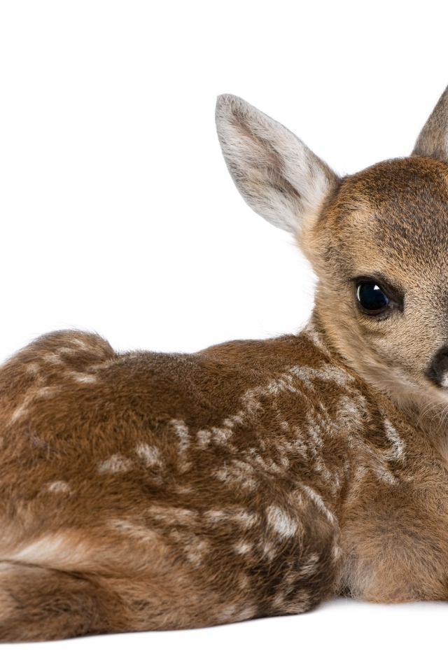 Маленький олененок на белом фоне