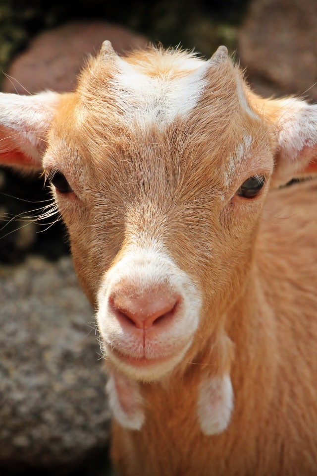 Маленький козленок крупным планом