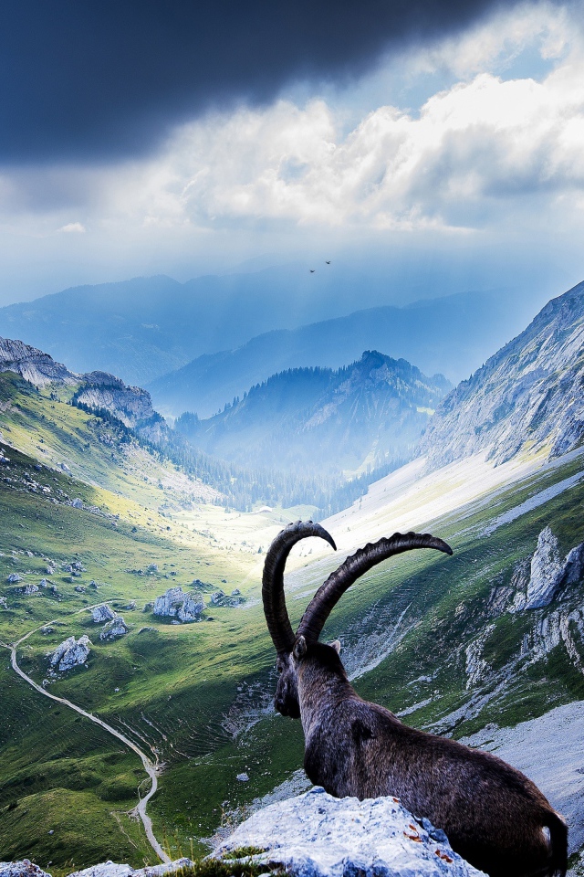 Горный козел лежит на камнях в горах на фоне неба