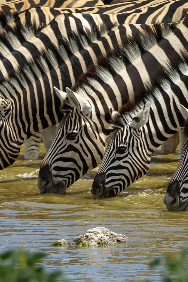 Полосатые зебры у водопоя летом