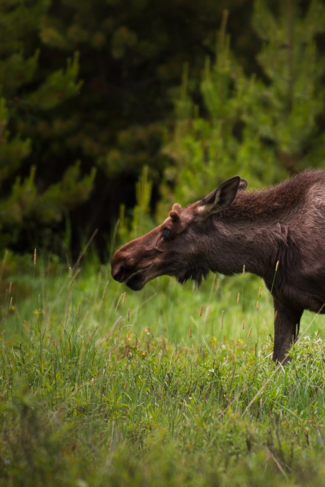 Большой лось пасется на зеленой траве