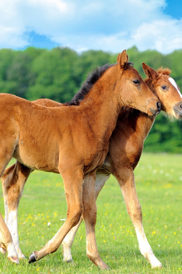 Два осла гуляют по полю 