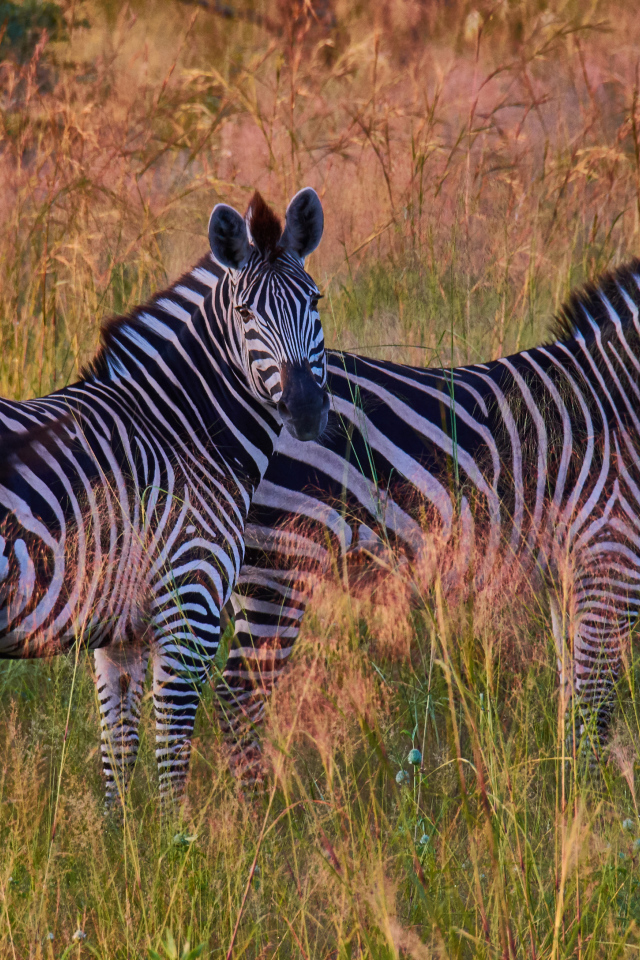 Две полосатые зебры в траве