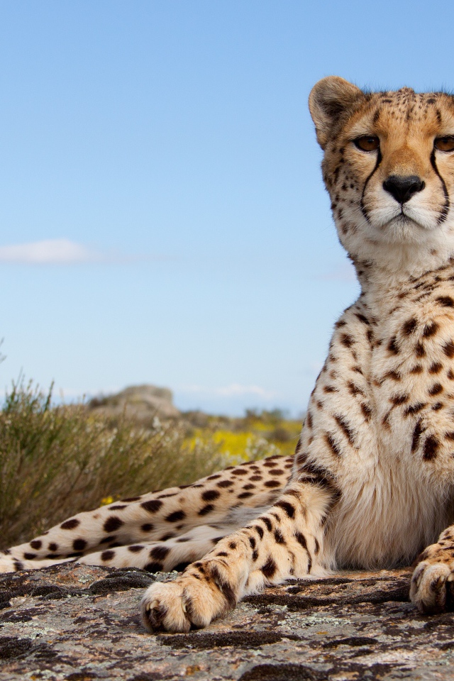 Красивый леопард лежит на камне под голубым небом 