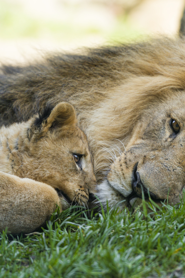 Большой лев с маленьким львенком лежат на зеленой траве