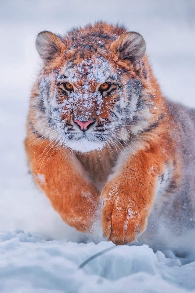 Грациозный тигр бежит по снегу