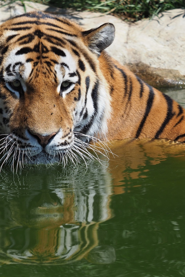 Большой сибирский тигр сидит в воде
