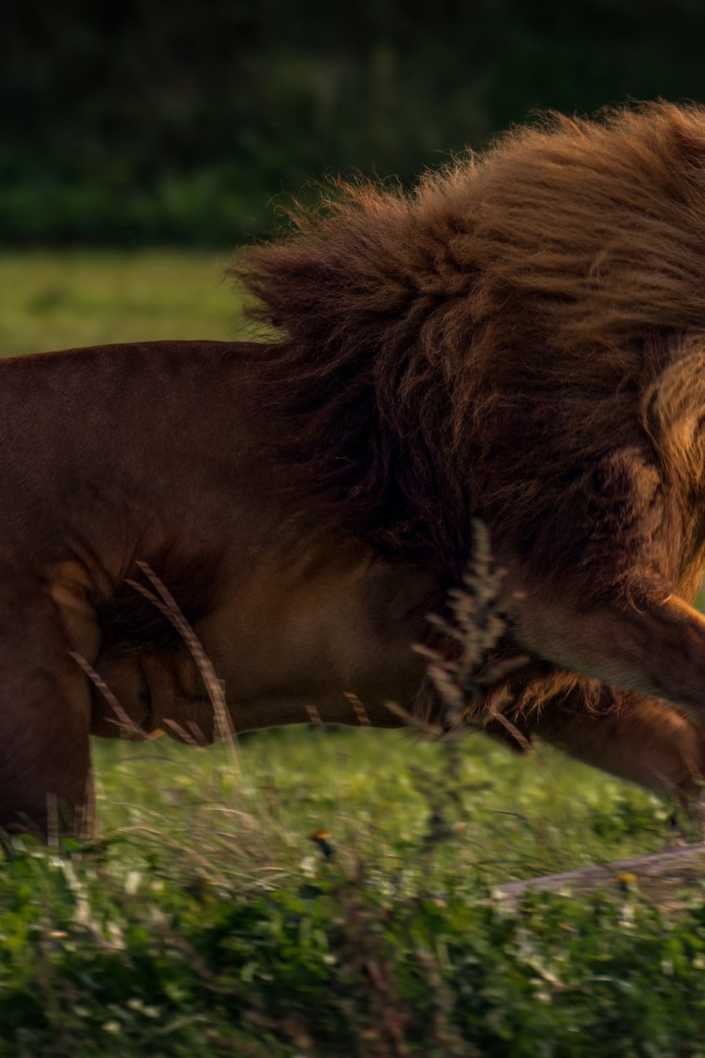 Большой лев бежит по зеленой траве