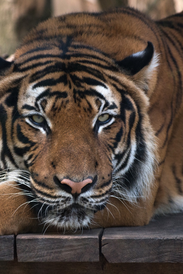 Большой полосатый тигр лежит на деревянном полу 