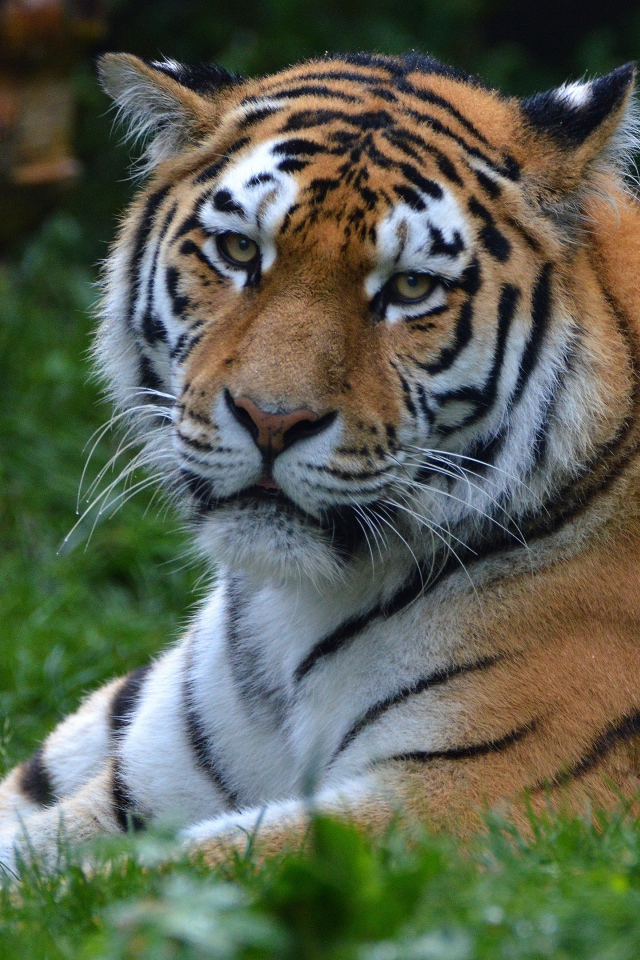 Большой полосатый тигр лежит на зеленой траве