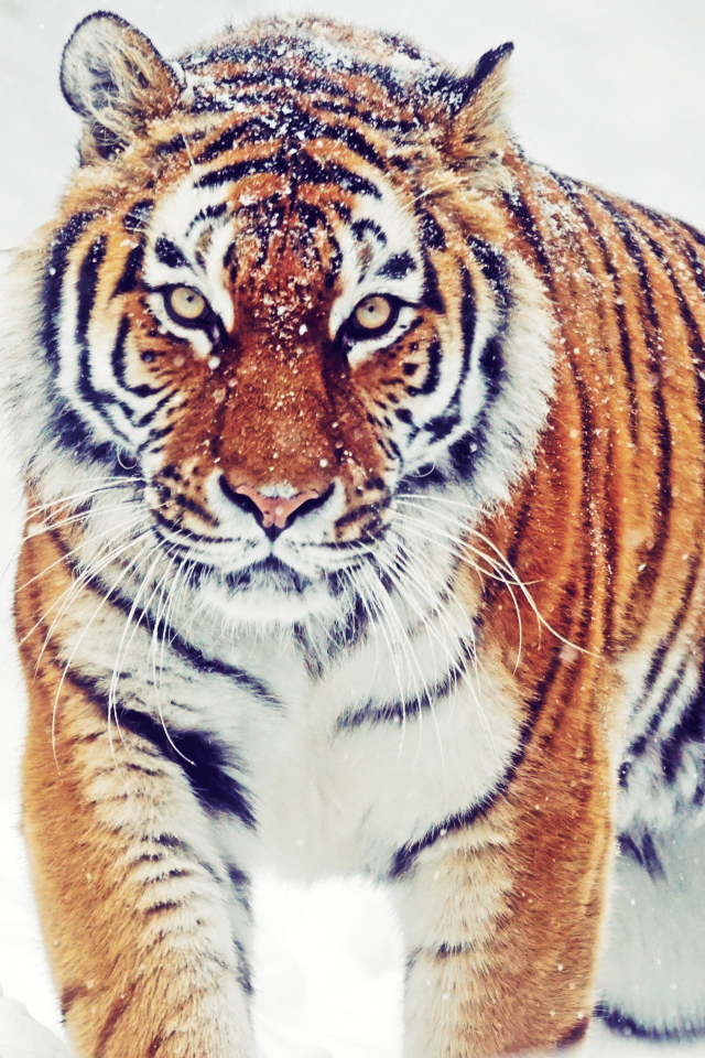 Большой полосатый тигр идет по снегу зимой