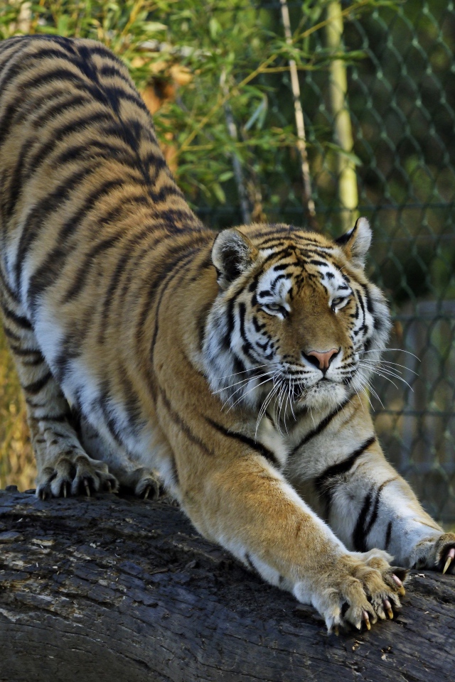 Большой тигр точит когти о ствол дерева в зоопарке