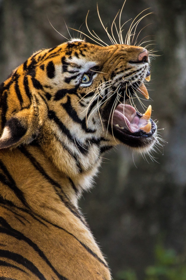 Большой тигр с грозным оскалом