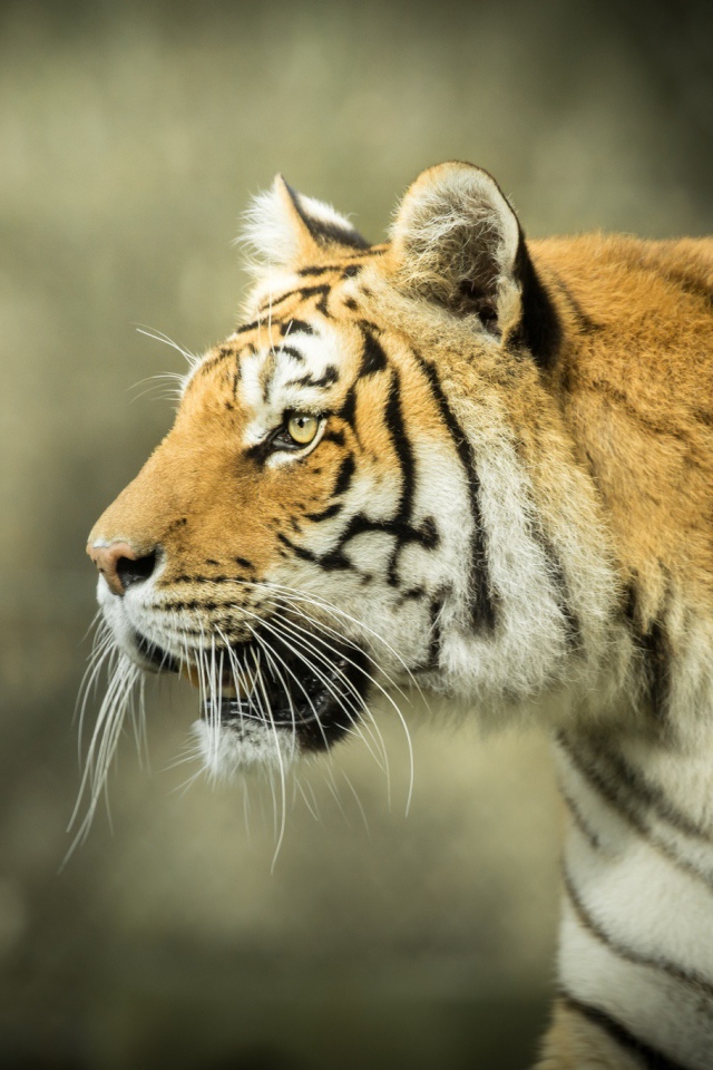 Большой тигр с открытой пастью на охоте