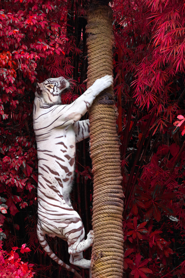 Большой белый тигр лезет на дерево среди красных листьев 