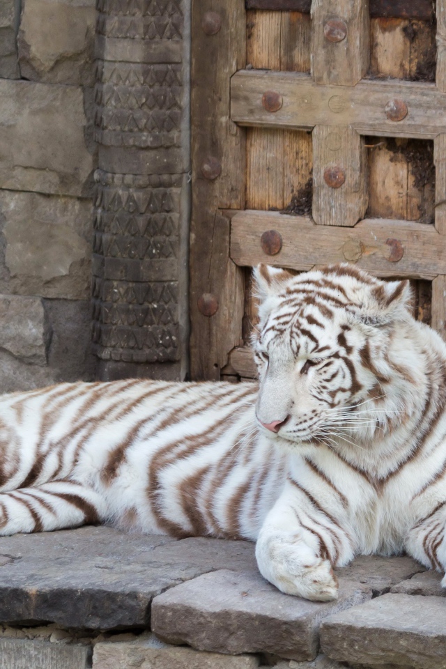 Большой белый тигр лежит в зоопарке