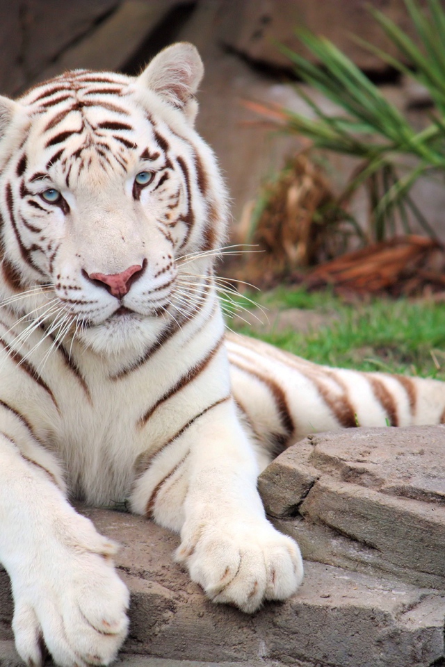 Большой белый тигр лежит на камне в зоопарке