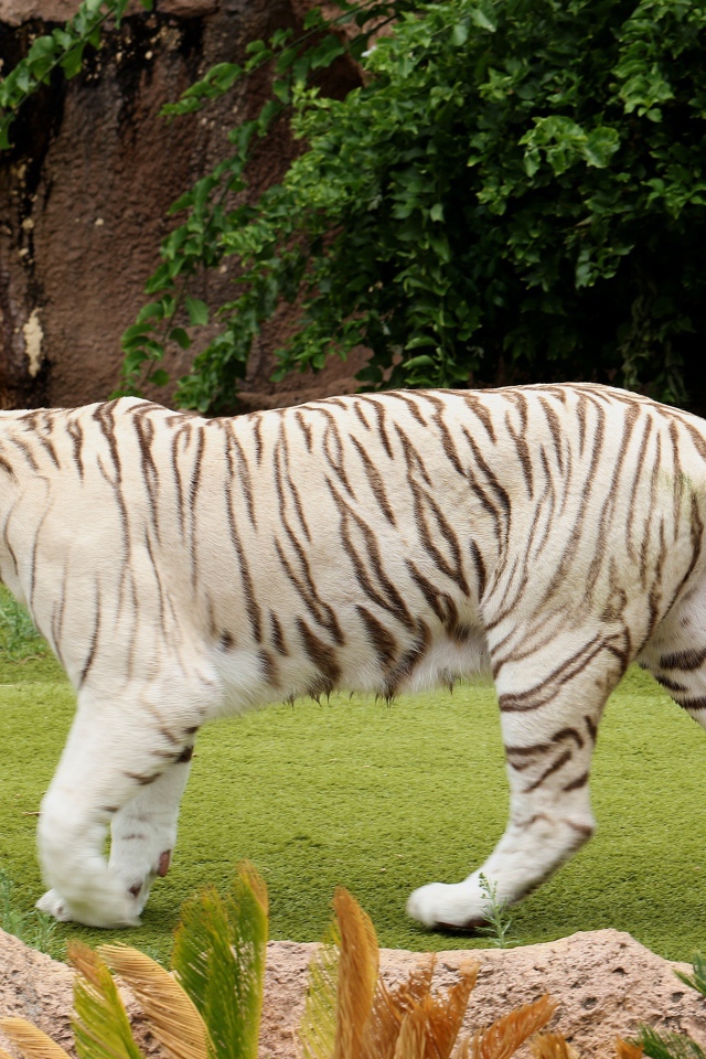 Большой белый тигр идет по зеленой траве