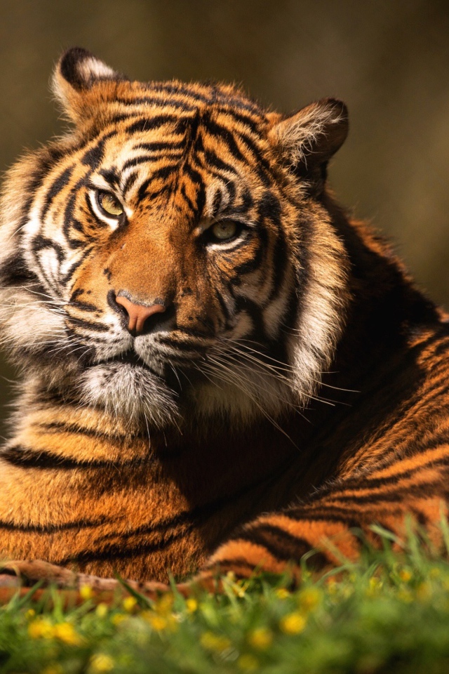 Суровый тигр лежит на зеленой траве 