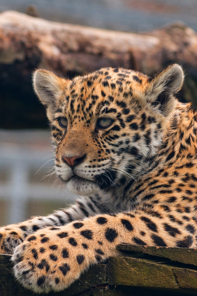 Маленький леопард лежит  досках