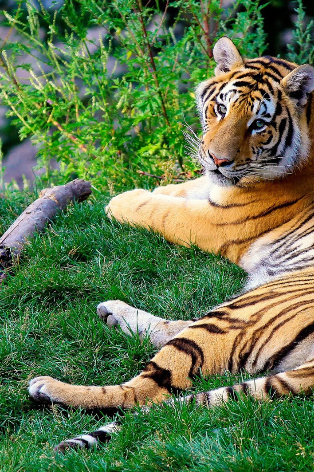 Тигр, протянувшийся на зеленой траве, поднимает голову, чтобы посмотреть на камеру