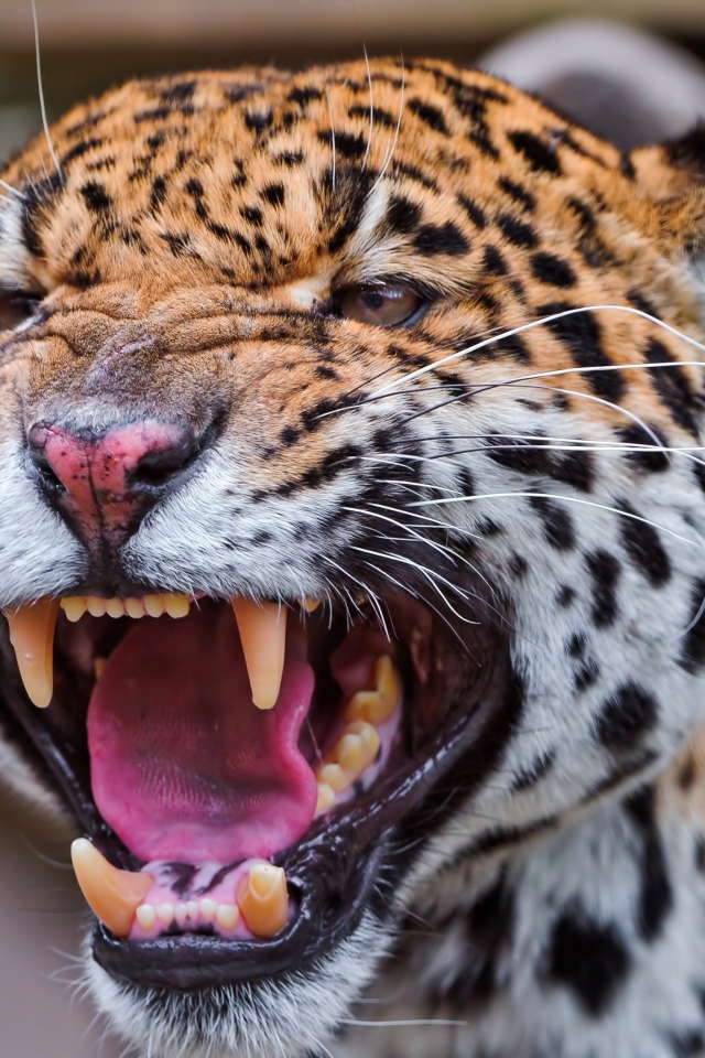 Агрессивный большой пятнистый леопард