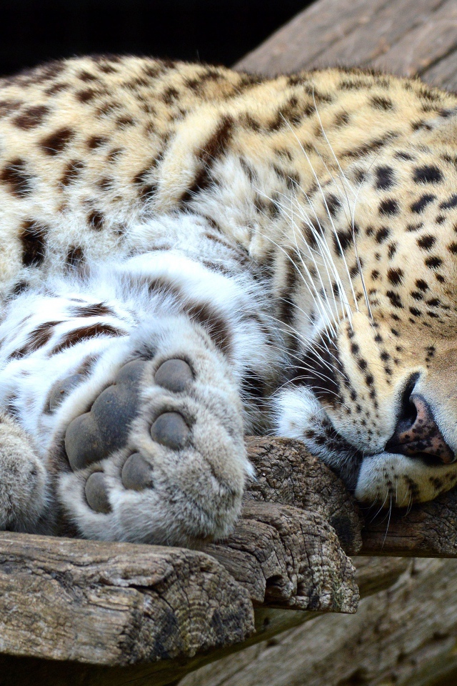 Красивый хищный пятнистый леопард лежит 