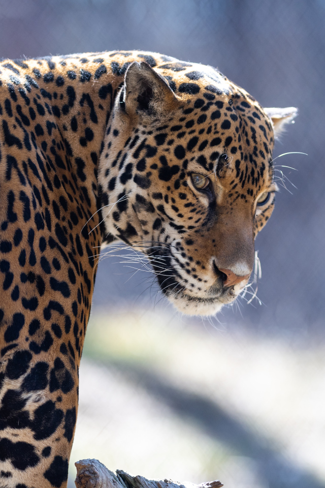 Красивый пятнистый гепард в зоопарке