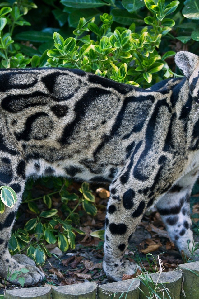 Красивый пятнистый дымчатый леопард