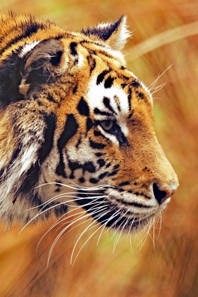 Большой бенгальский тигр крадется в траве
