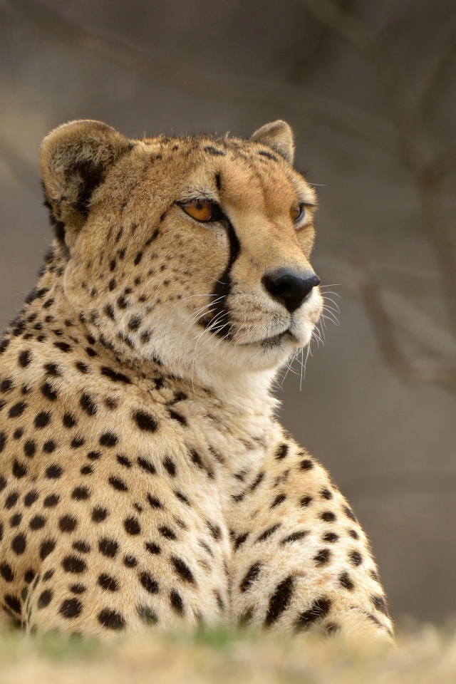 Большой красивый гепард лежит на траве