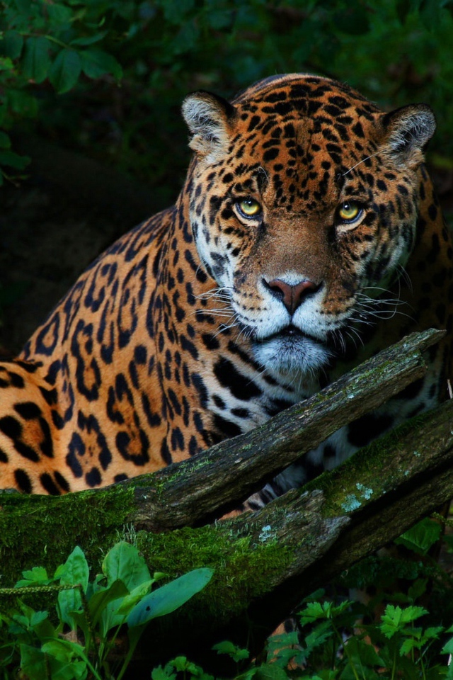 Большой красивый ягуар в зеленых листьях 