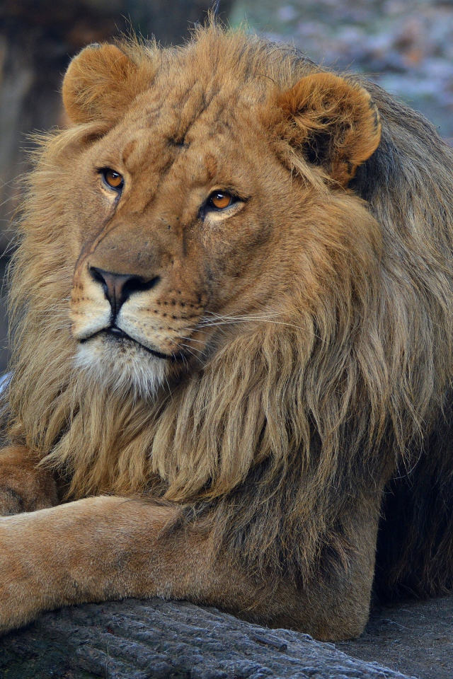 Большой красивый лев в зоопарке 