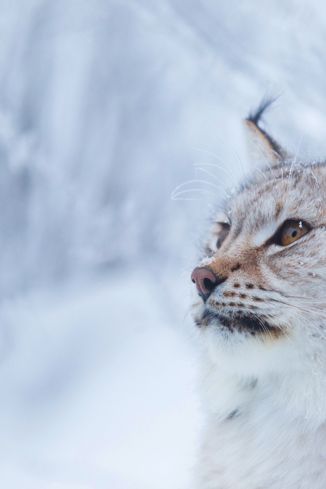 Большая красивая рысь зимой