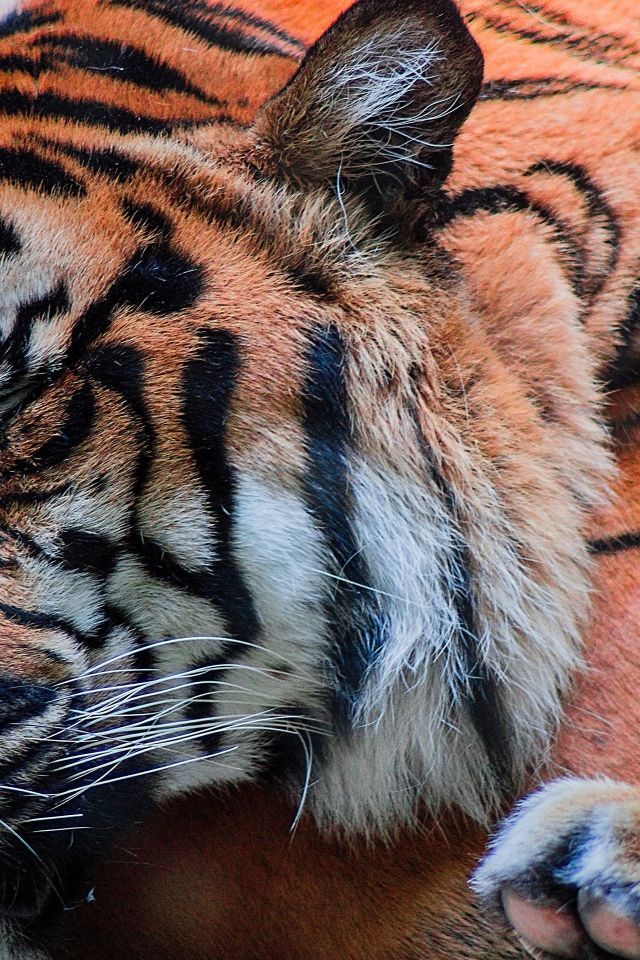 Большой красивый спящий тигр