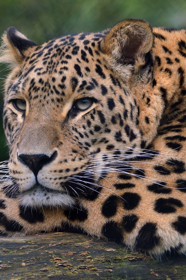 Большой красивый пятнистый леопард крупным планом