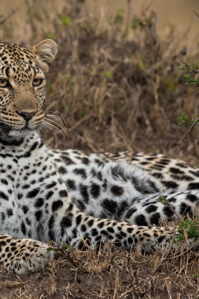 Большой грациозный леопард лежит на траве