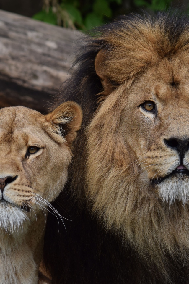 Большие лев и львица в зоопарке
