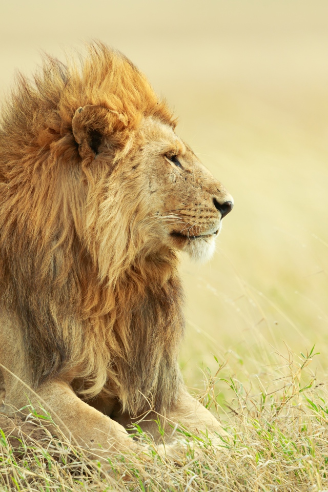 Большой лев лежит в траве 