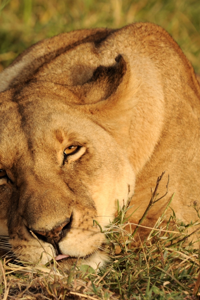 Большая львица спит на зеленой траве
