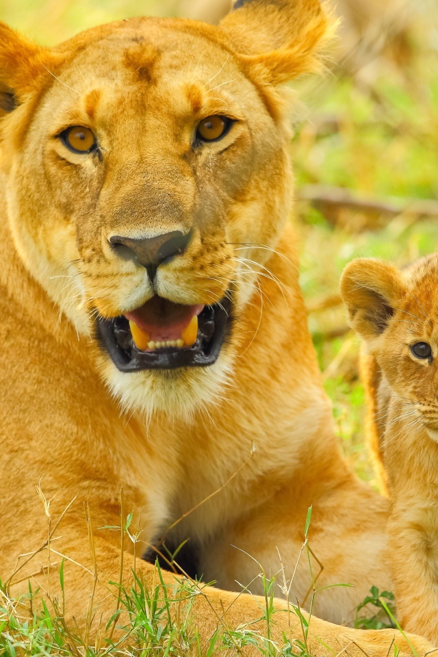 Большая львица с маленьким львенком лежат на зеленой траве
