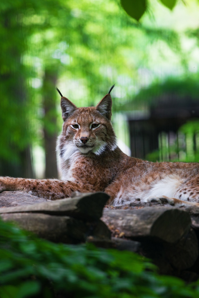 Большая рысь лежит на сухих деревьях
