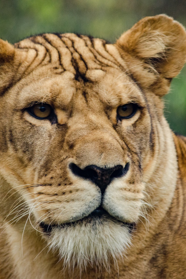 Большая серьезная львица