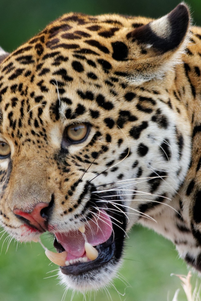 Большой пятнистый ягуар с открытой пастью