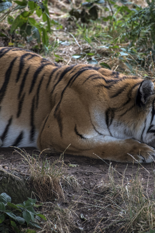 Большой полосатый красивый тигр сидит в засаде 