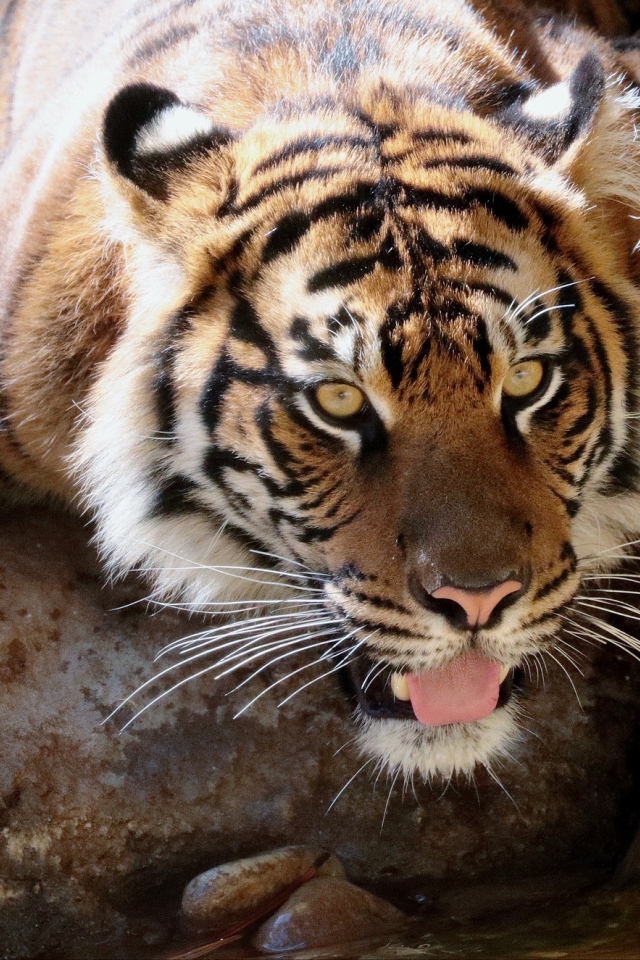 Большой тигр у водопоя