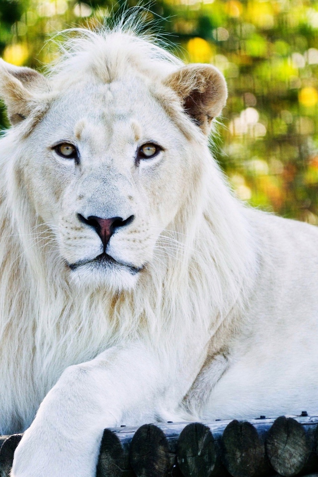 Большой белый лев лежит на дереве