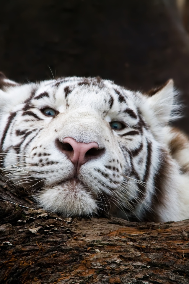 Большой белый тигр лежит на дереве