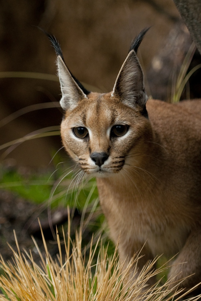 Каракал прячется за деревом