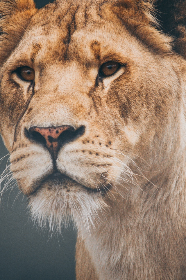 Морда большой серьезной львицы крупным планом